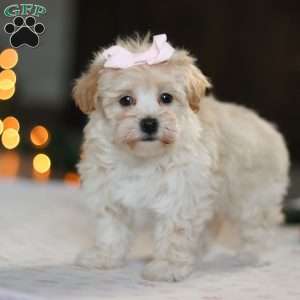 Clover, Havapoo Puppy